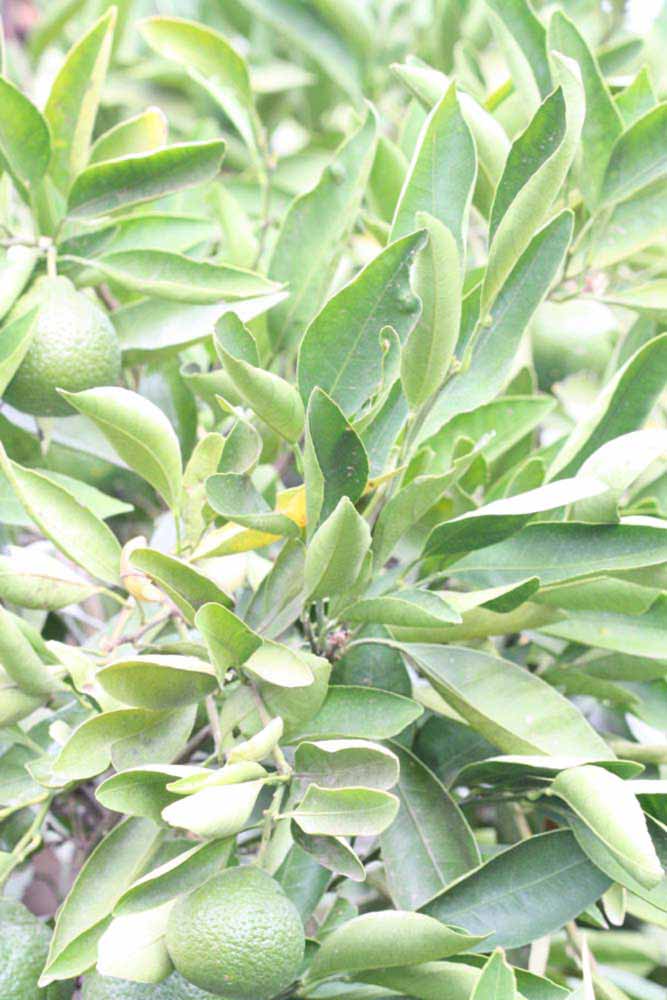              Sun leaves (Riverside, CA)       